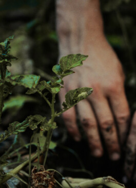 Hände graben in der Erde, daneben Kräuter aus denen Hydrolate, Essenzen und Tinkturen werden.
