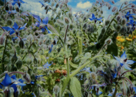 Ein lebendiges Blumen und Kräuterfeld in Tirol. Hier bieten wir Wanderungen an.