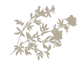 Ein Busch an Tiroler Kräutern im Hintergrund. 